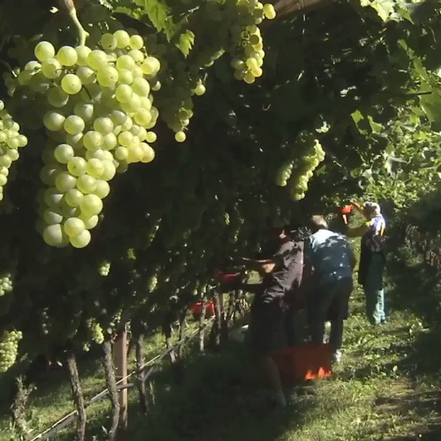 The grape harvest season started in Trentino! This is the most important time of the year for our associate producers, and we are ready for a new season! Discover how the harvest is done in Trentino. #trentodocfact https://t.co/gqDDSPotl9