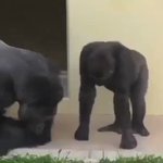 イモムシを観察しているゴリラの親子が可愛すぎる!