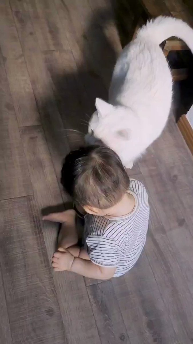 猫が子供を愛でる映像！まるで我が子のように接する猫ちゃんｗｗ
