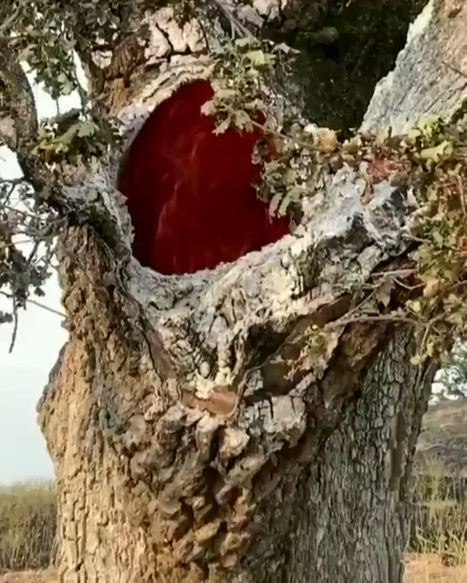 Горящее изнутри дерево