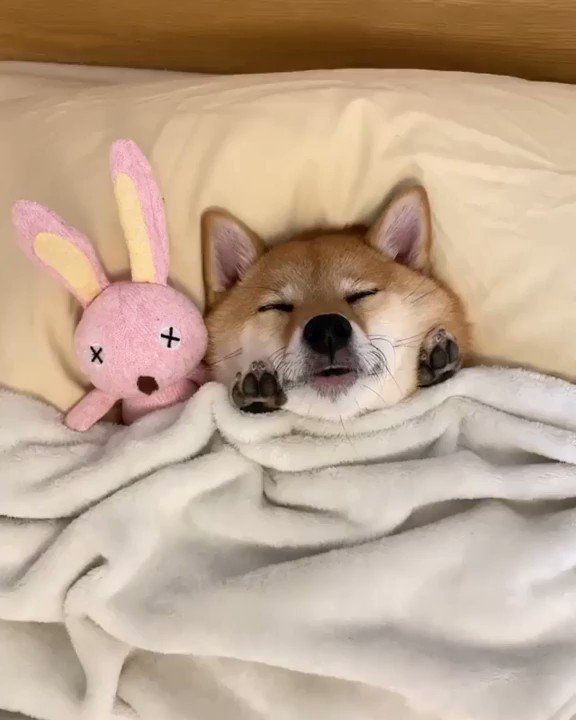 もふもふ動画 おててが可愛い柴犬はな Pic Twitter Com 9puoze93qb 履歴 Twtimez