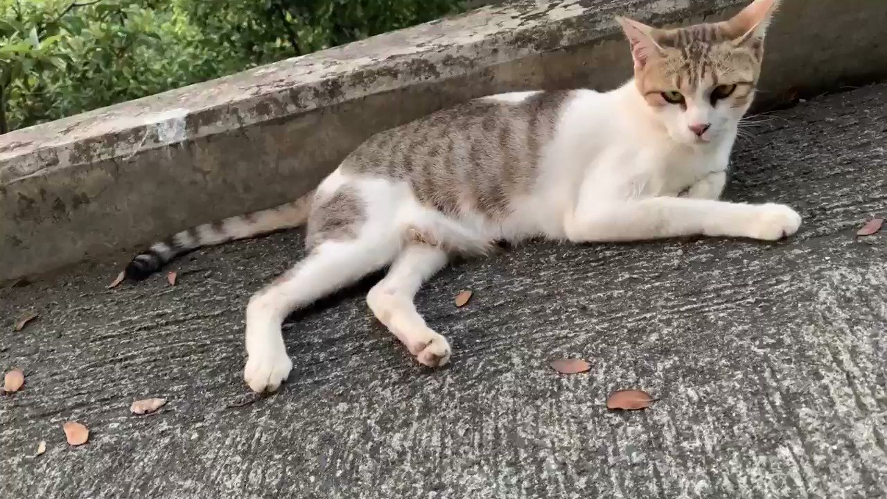 癒し猫動画 Nakineko Nora Twitter