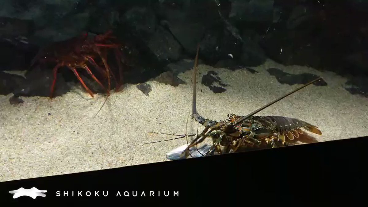 四国水族館 公式 エサを取り合いうニシキエビvsイセエビ 色と模様の違いが解りますね By 飼育部長 赤いほうがイセエビ ちょっとカラフルな方がニシキエビ エサはアジの切り身 お昼時なのでごはんネタ 四国水族館 公式 エサを取り合いうニシキエビvsイセエビ 色と模様の違いが解りますね By 飼育部長 赤いほうがイセエビ ちょっとカラフルな方がニシキエビ エサはアジの切り身 お昼時なのでごはんネタ