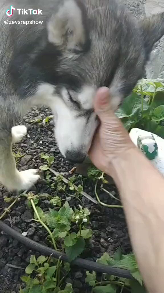 最多情報局 新しい遊びにハマったハスキー犬 T Co Oisheu6blh Twitter 最多情報局 新しい遊びにハマったハスキー犬 T Co Oisheu6blh Twitter