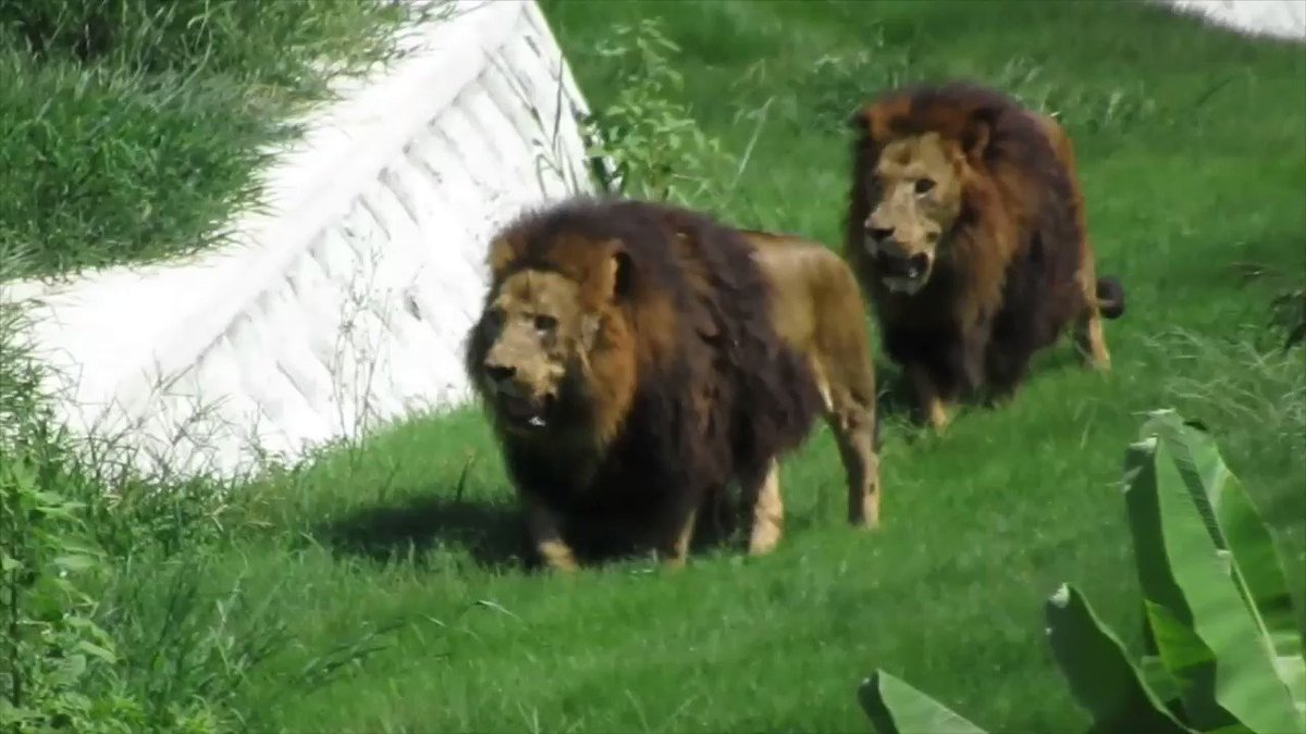 多摩動物公園 公式 Twitterissa 新ライオン園オープンに向けて 昨日からまずオスの放飼練習を始めました ２日目の今日はまだ探索行動が見られていますが 木陰で２頭仲良く休息する姿も見られています 北 T Co Ydla7o1uxu
