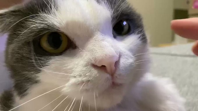 赤猫さん と Milk Cat のやりとり 1 Whotwi グラフィカルtwitter分析