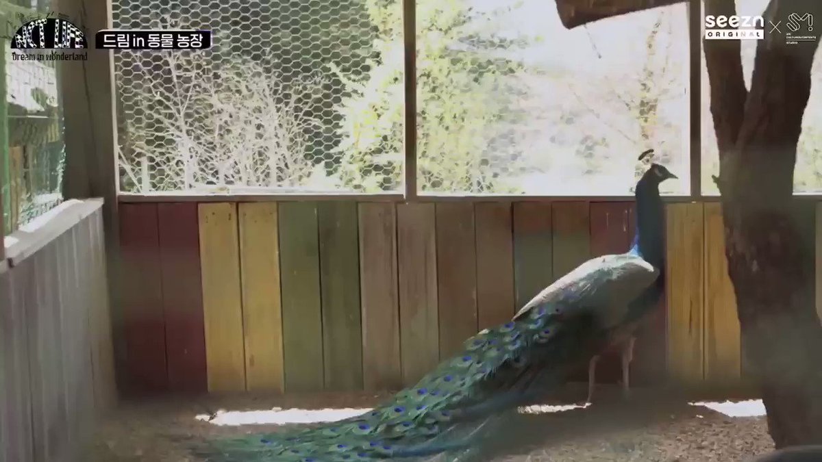 RT @sungleverse: do y'all remember how excited and happy was chenle when the peacock spread their feather https://t.co/0wIuXb8FJk