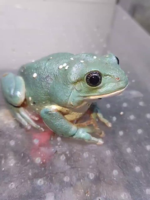 メキシコフトアマガエルのtwitterイラスト検索結果 メキシコフトアマガエルのtwitterイラスト検索結果