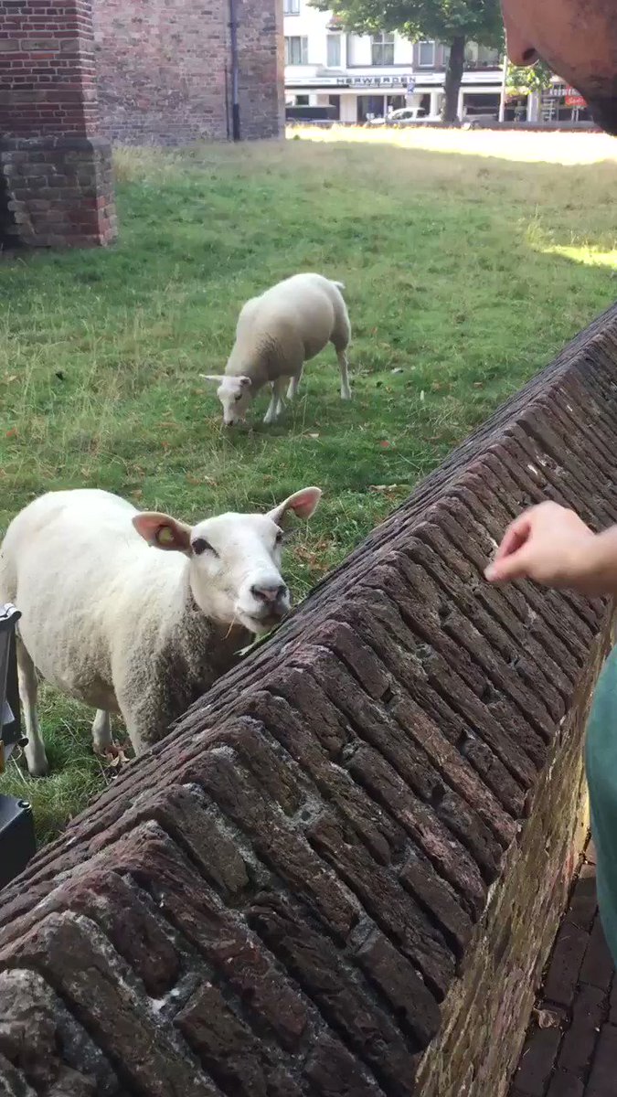 When the lamb feels left out because the mother gets all the attention #travel #animals #sheep #attentionseeker #simpleliving https://t.co/3jsUUj9Bwy