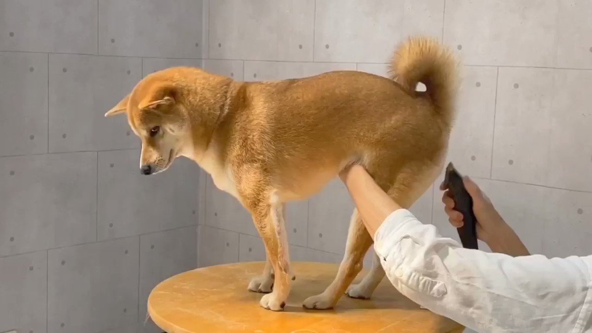 柴犬りんご郎 話題の画像がわかるサイト ページ 2