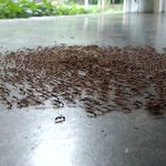 アリ社会怖い…行き先を見失ったアリはグルグル渦を巻き続けて死ぬ…