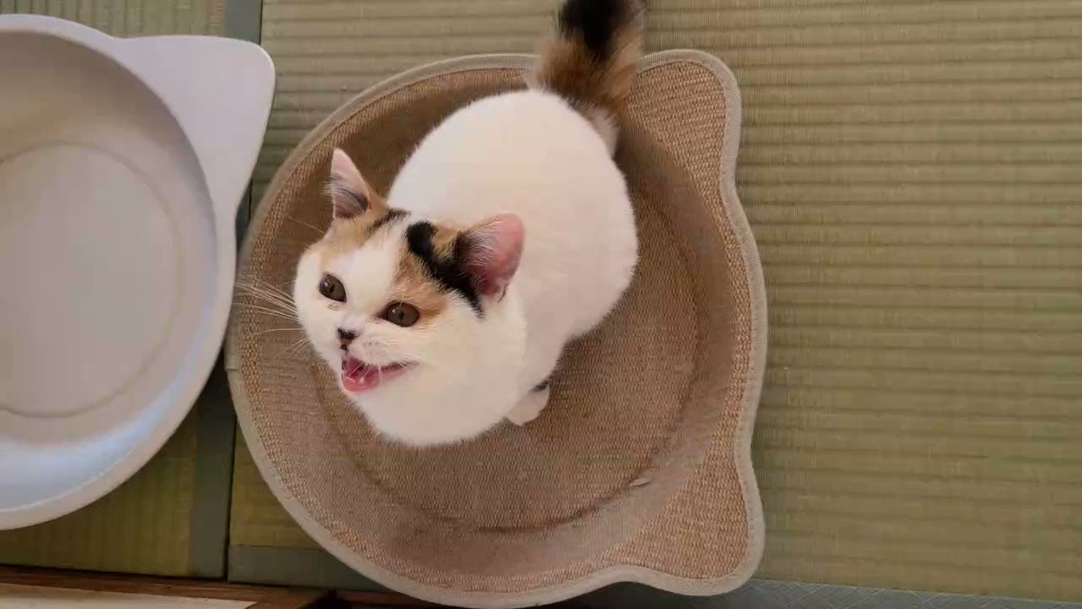 可愛い声でクラッキングする猫 話題の画像がわかるサイト