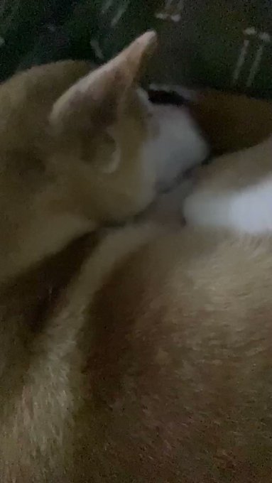 The older my dog gets the louder this bitch snores her eyeballs aren’t even closed all the way wtf https://t
