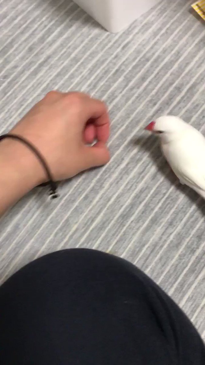 シンプルだけど楽しそうｗｗダイソンの如く吸い込まれる文鳥！