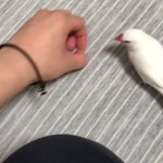 シンプルだけど楽しそうwダイソンの如く吸い込まれる文鳥!