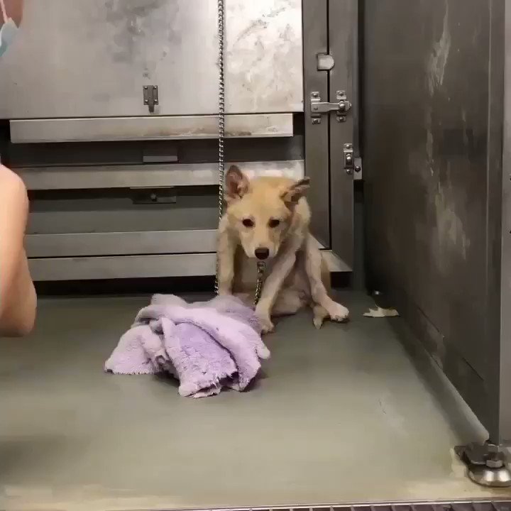 保健所から連れ出した仔犬が家庭犬となる2週間の動画…胸が熱くなるほどの変化！！