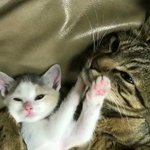 子猫をしっかり抱き寄せ眠る・母猫の愛情が感じられる。