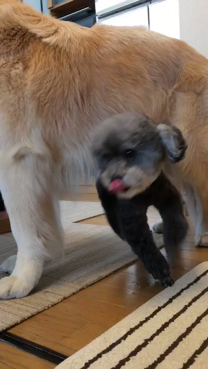 小さい犬には ごはんやおやつ準備中はひたすら大きい犬の周りを走るクセがある ちょうかわいい 話題の画像がわかるサイト 小さい犬には ごはんやおやつ準備中はひたすら大きい犬の周りを走るクセがある ちょうかわいい 話題の画像がわかるサイト