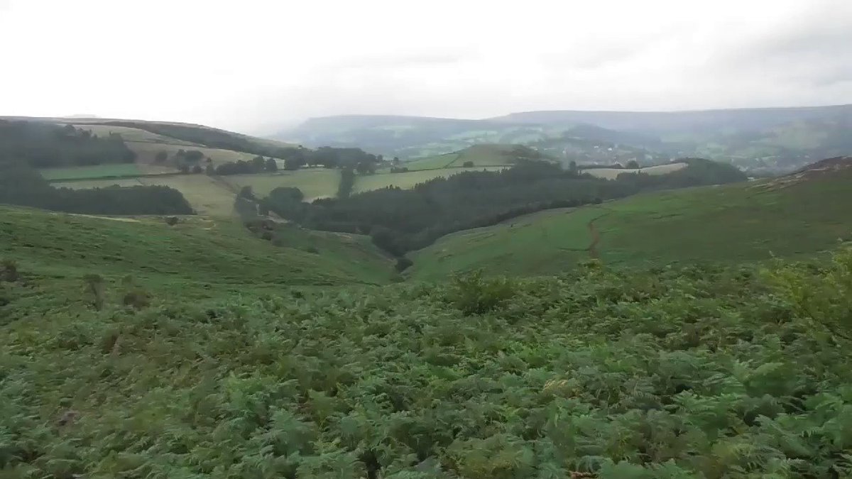 Partridge shooting season begins on 1 Sep. These battery farmed birds are dying in the gamekeeper's pen. The survivors will be shot. Disgraceful.
📍Bretton Clough @peakdistrict
@MarkAvery @TimBirchWild @ChrisGPackham @WarOnWildlife @ShefEnvironment @ShefHallamLab @DerbysGreens https://t.co/Yj8oRtrxyI