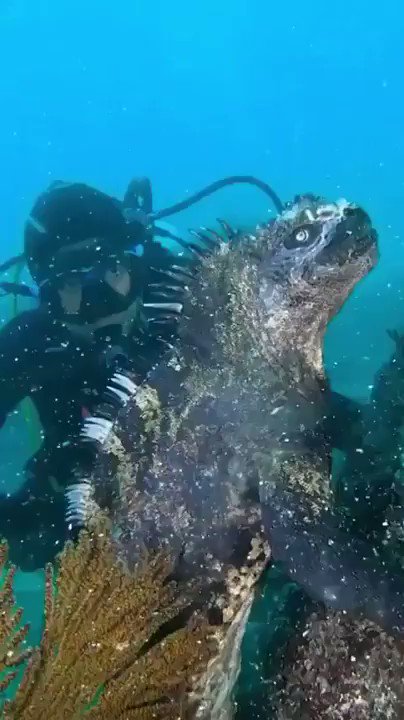 ガラパゴス諸島に生息しているウミイグアナの主食は意外にも海草らしい！！