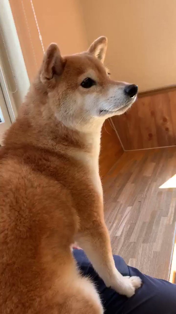 ドライブの行先が まさかの動物病院でマナーモード全開の柴犬 話題の画像プラス ドライブの行先が まさかの動物病院でマナーモード全開の柴犬 話題の画像プラス