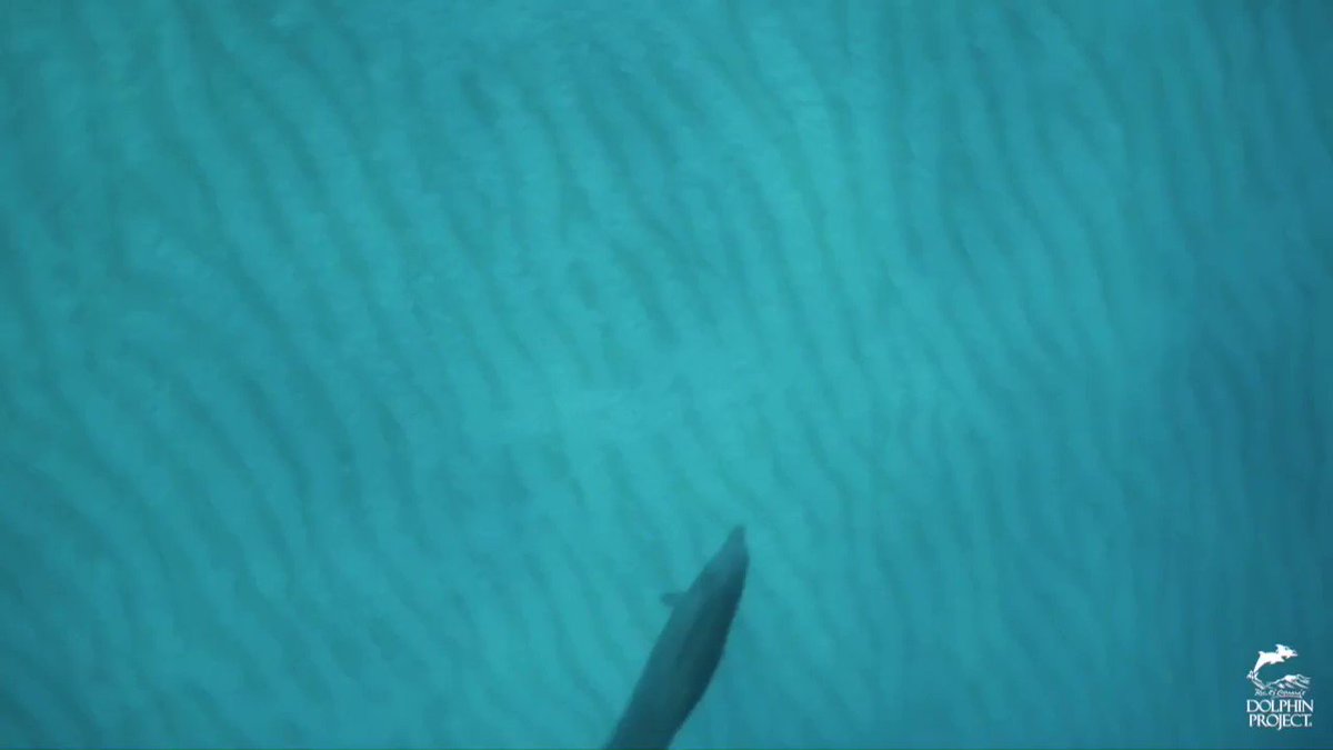 Save the date: August 30, 2020 at 12pm PST! This year for #JapanDolphinsDay we will be hosting a watch party as we screen the short film Blood Dolphin$ with a Facebook Livestream afterwards with Ric O'Barry some of our Cove Monitors: https://t.co/wiauM0pPxG
#DolphinProject https://t.co/8eV1vvYUo7