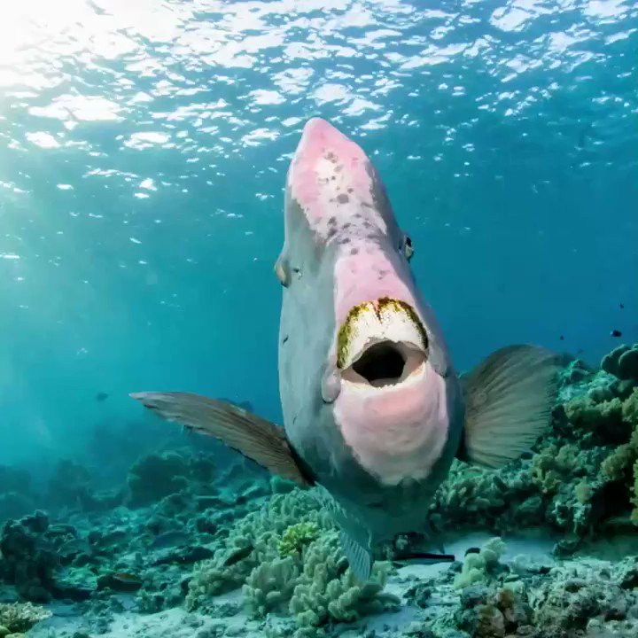 Oceana on Twitter: "Have you ever seen a humphead parrotfish\