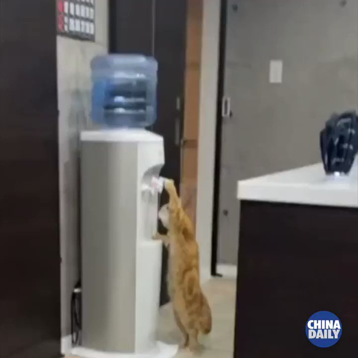 I did not turn on the water fountain fast enough today 😄😄🙈🙈 :  r/kittens