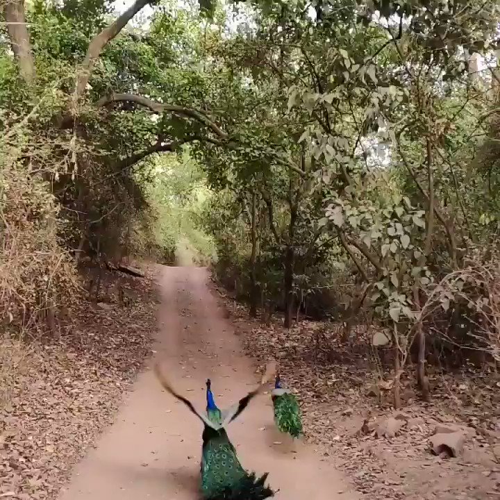 RT @docrussjackson: Anyone in need of seeing a flying peacock?

https://t.co/Srz9F4W5Df