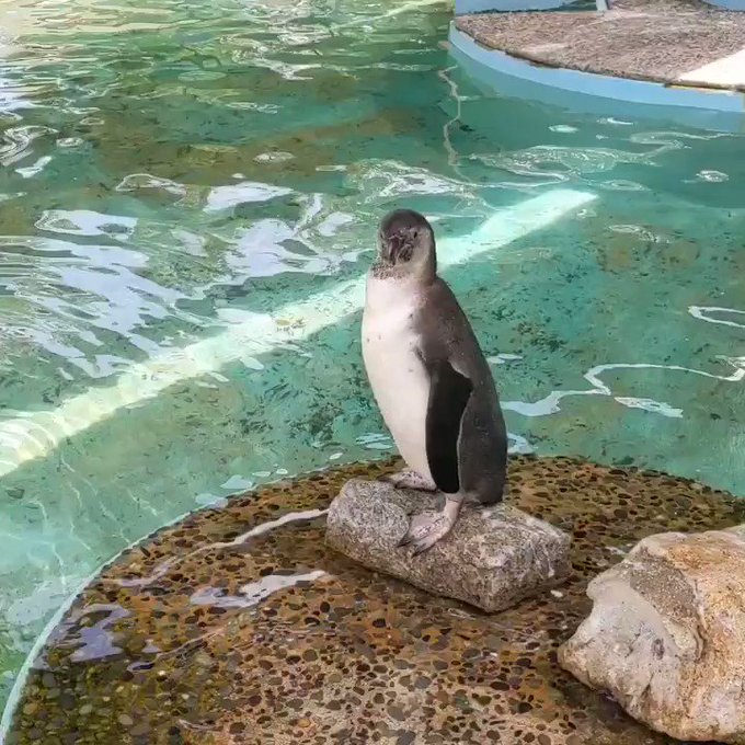 フンボルトペンギンのtwitterイラスト検索結果 古い順 フンボルトペンギンのtwitterイラスト検索結果 古い順