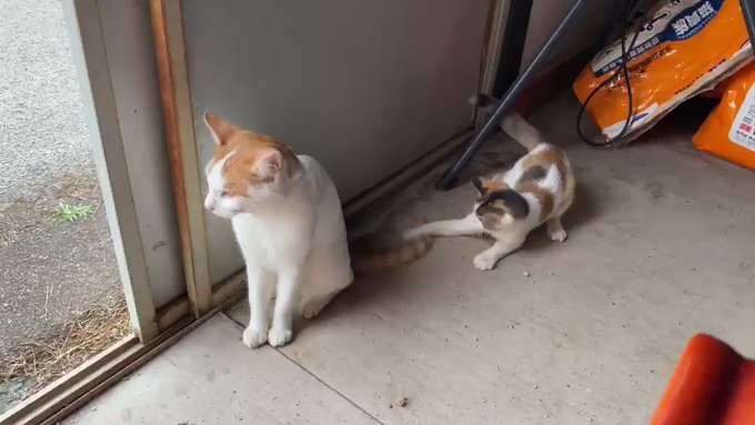 親猫さんのしっぽで遊ぶ子猫さんのサムネイル画像