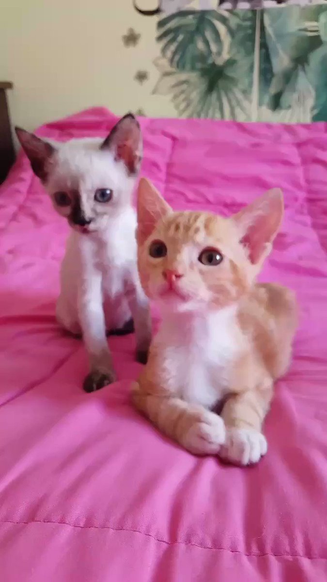 Tindaya y Parbat están preciosos.
Buscamos adopción conjunta para estos hermanitos que lo han superado todo con mucho esfuerzo y lucha.
Ahora solo queda encontrar un hogar que les haga felices juntos.
#Parbat
#Tindaya
#Adopta https://t.co/XbQnOOEIfS