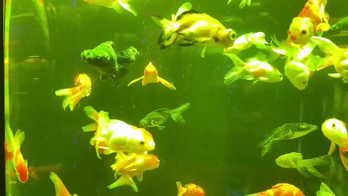 アートアクアリウム展の管理が杜撰すぎると批判が殺到 Togetter