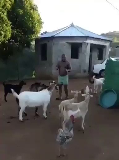 Video shows man having a meeting with animals: SA in stitches - Video shows man having a meeting with animals: SA in stitches -