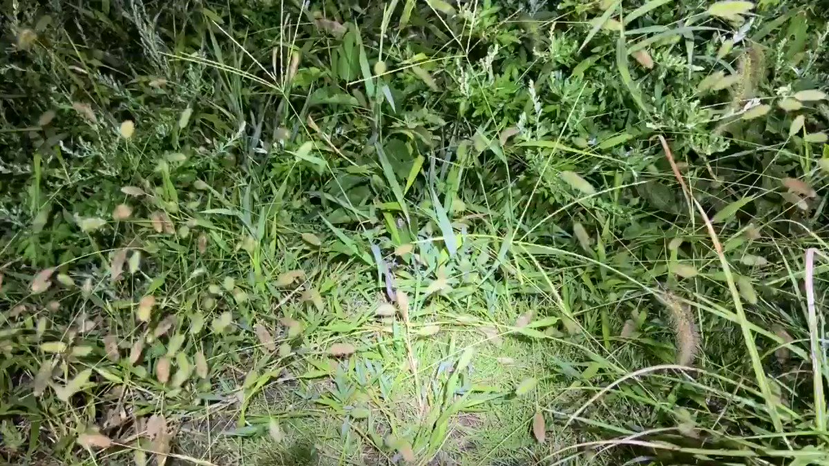 スカビオサの花後は何をすればいい 自然植物図鑑