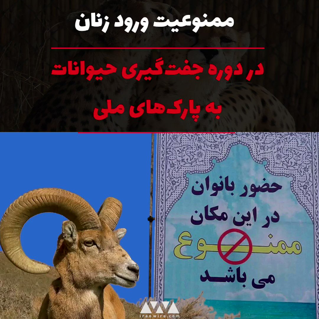 جفت گیری اسب بازن