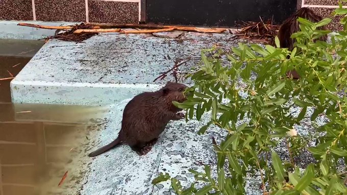 しだぬさん がハッシュタグ おびひろ動物園 をつけたツイート一覧 1 Whotwi グラフィカルtwitter分析
