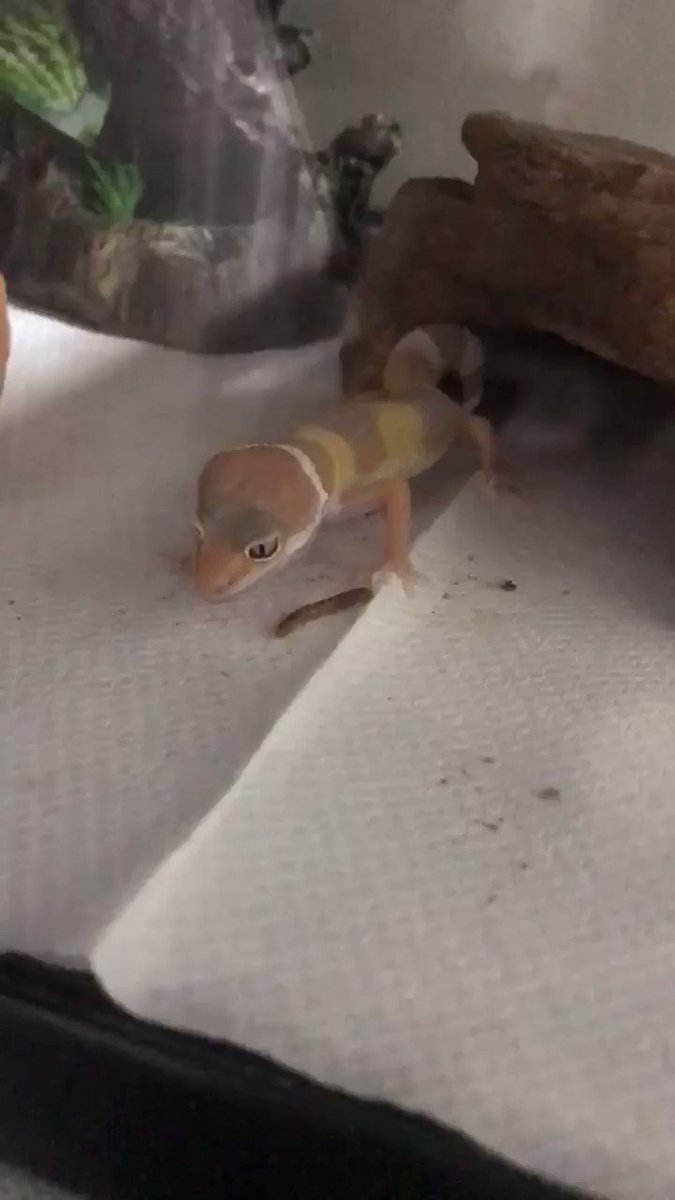 エサを捕るのが下手なトカゲさん。ってウケ狙ってない？ｗｗ