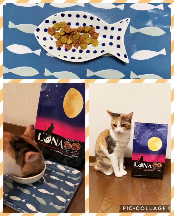 ルナ(LUNA)キャットフードの口コミは?愛猫家の評判を徹底検証! ルナ(LUNA)キャットフードの口コミは?愛猫家の評判を徹底検証!