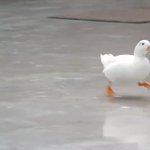 実はこんなにも速く走れる？!全力疾走するコールダックが話題に!