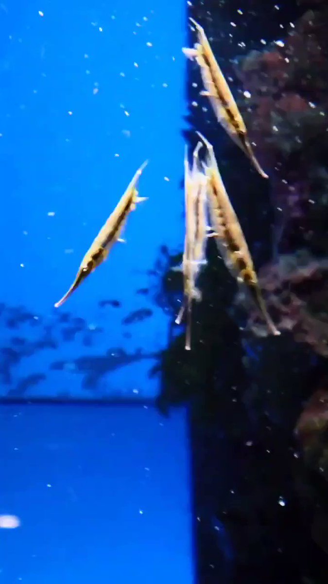 生き物紹介 5 逆立ちして泳ぐ魚 ヘコアユの生態 見られる水族館まとめ 大人だって動物園