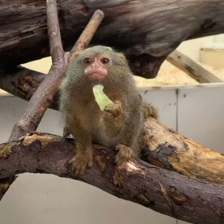 ピグミーマーモセットの値段や寿命は ペットとしての飼育か動物園で見る方法 ピクの家