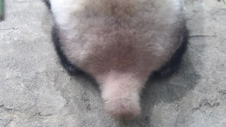 実録 パンダのしっぽ警察 パンダのしっぽ警察 Togetter 実録 パンダのしっぽ警察 パンダのしっぽ警察 Togetter