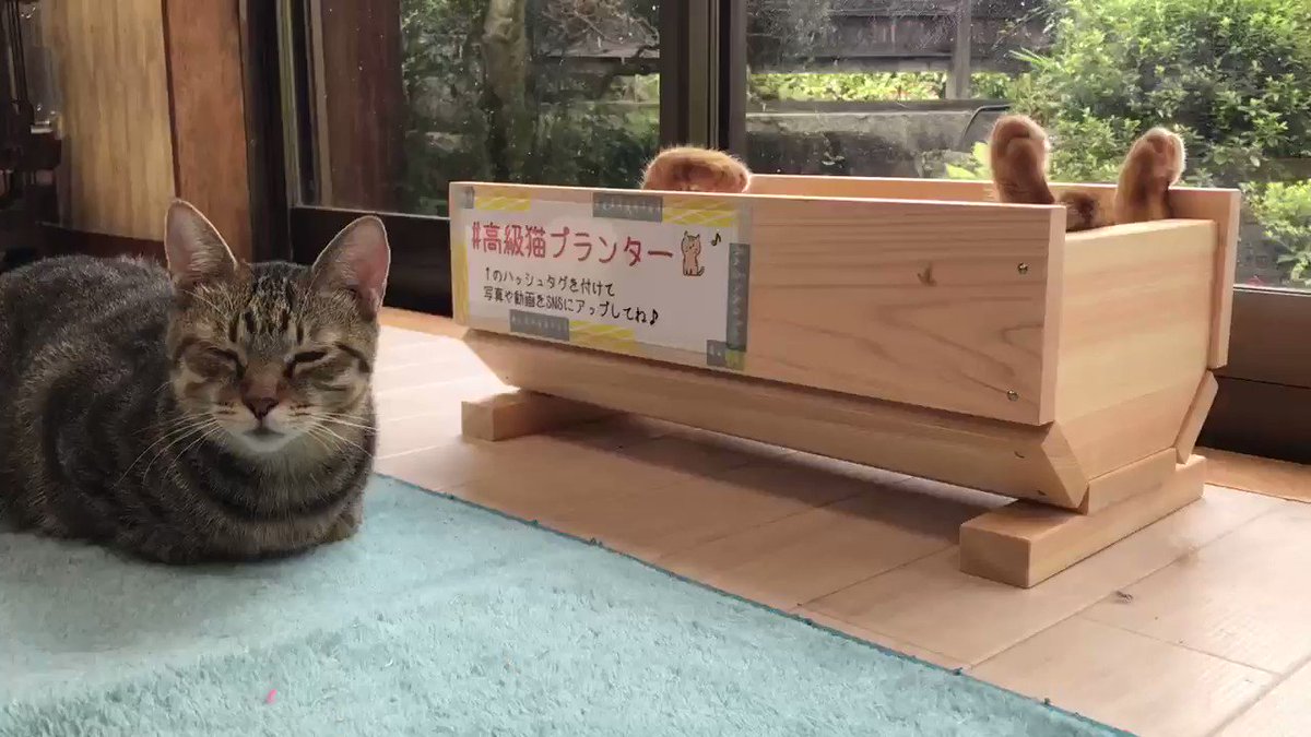 Yoshi 猫カフェスタッフ これはヤバイ 保護猫カフェオハナ 猫カフェ 岐阜 中津川 高級猫プランター