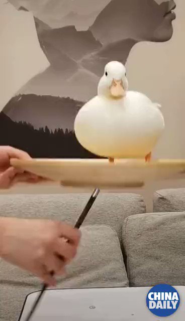#OneMoment Quack, I am the acrobatics performer with the best balance! π¦π¦π¦ https://t.co/opjgy487D1