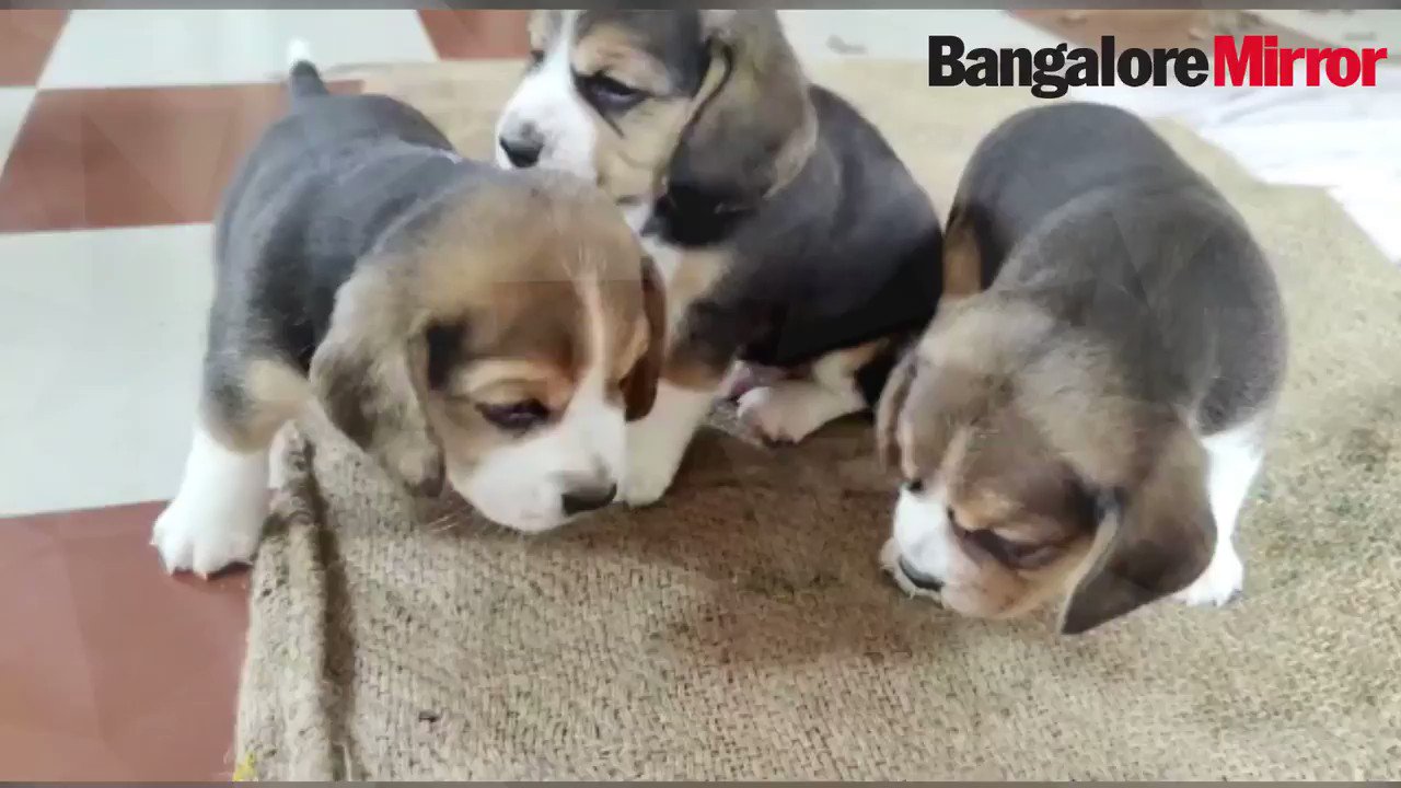 Bangalore Mirror on Twitter: Bangalore Mirror on Twitter:
