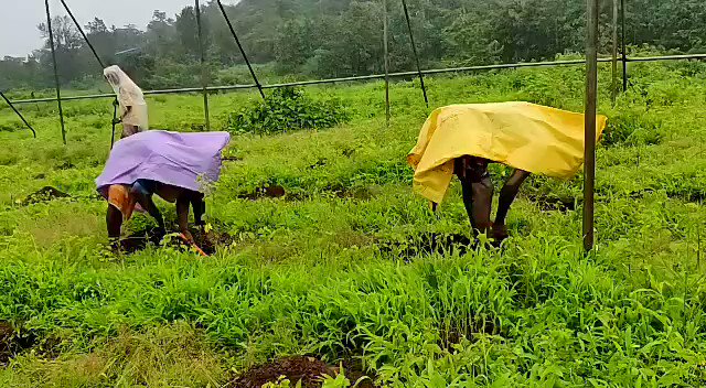 We have employed a large number of villagers and tribals who were otherwise unemployed due to the lockdown situations around.
@thetreeboxtweet
@rotarydist3141 π https://t.co/cwEyzQdngr