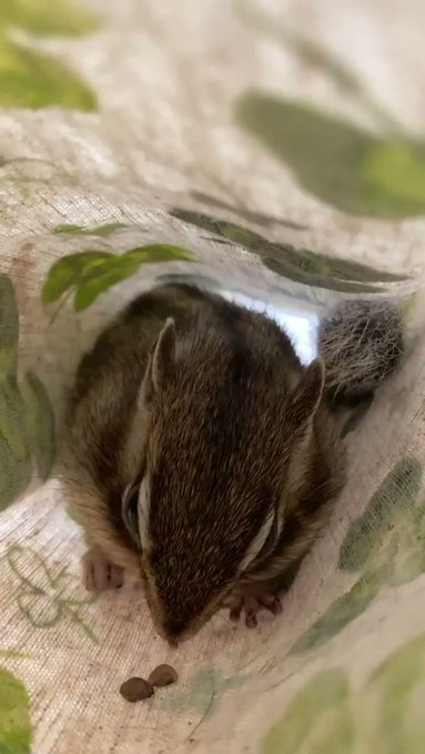 シマリス の評価や評判 感想など みんなの反応を1時間ごとにまとめて紹介 ついラン