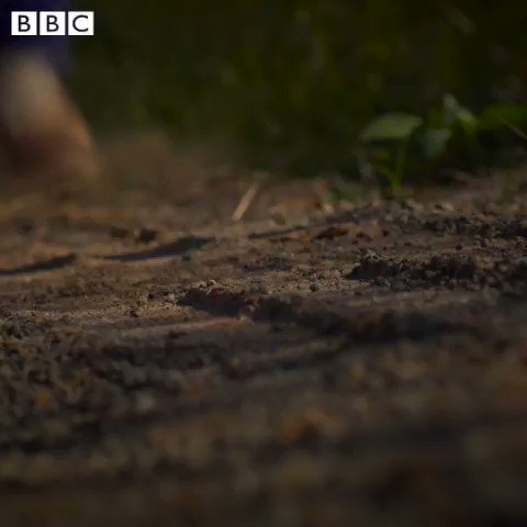 On a warm evening in 2016, a bruised and elderly white farmer in South Africa pressed a panic button with his bloodstained hand, setting in motion a shattering sequence of events. #BloodLands @BBCRadio4 @BBCSounds https://t.co/Vs8lja1kHz
