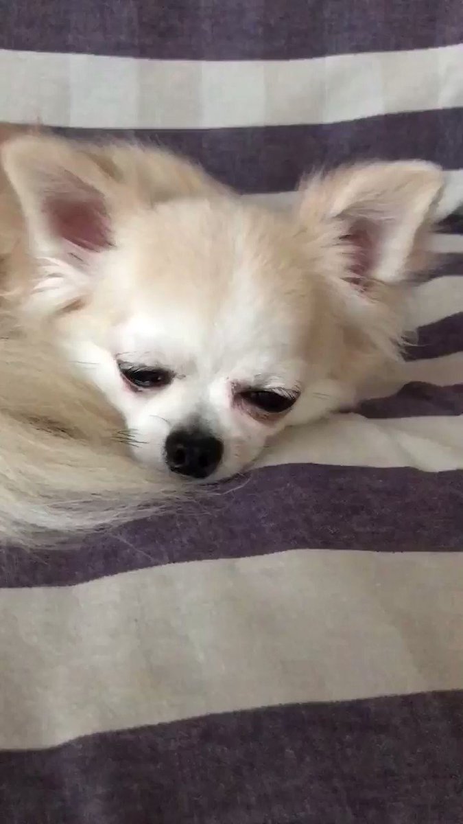 ちゅくた 2度寝に入りま す 犬好きさんと繋がりたい チワワ おはよう 今日も ヨロシクね